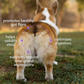 WonderGland | Natural Anal Gland Fiber Support for Dogs