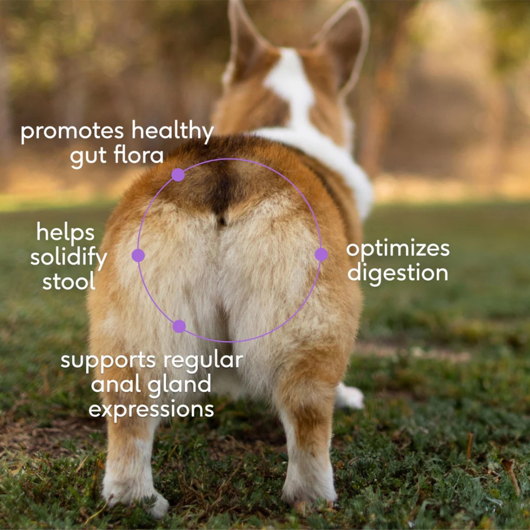 WonderGland | Natural Anal Gland Fiber Support for Dogs