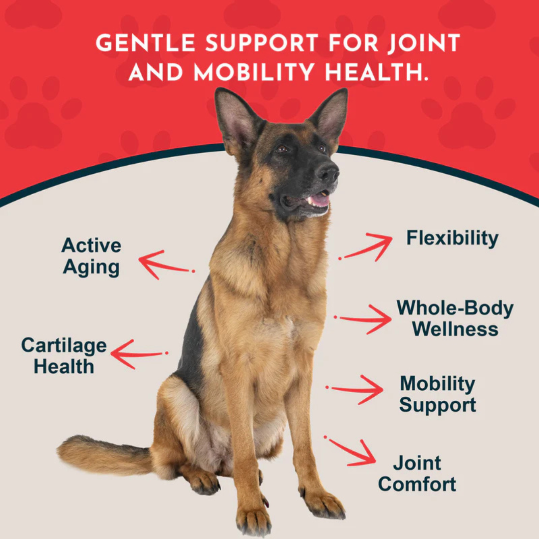 Animal Essentials Joint Support Soft Chews | Natural Herbal Green-Lipped Mussel Hip + Joint Support