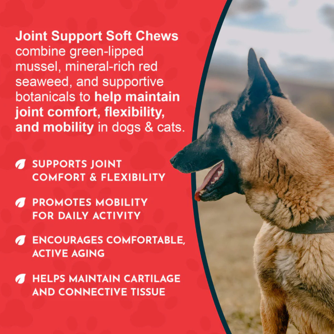 Animal Essentials Joint Support Soft Chews | Natural Herbal Green-Lipped Mussel Hip + Joint Support