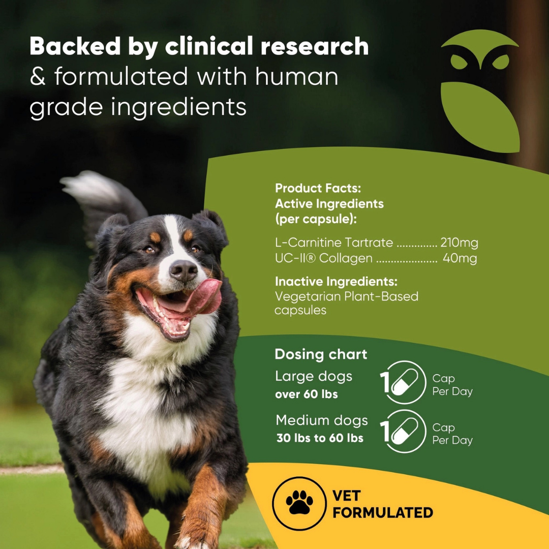 Rooted Owl Joint & Muscle Health | Natural UC-II Collagen