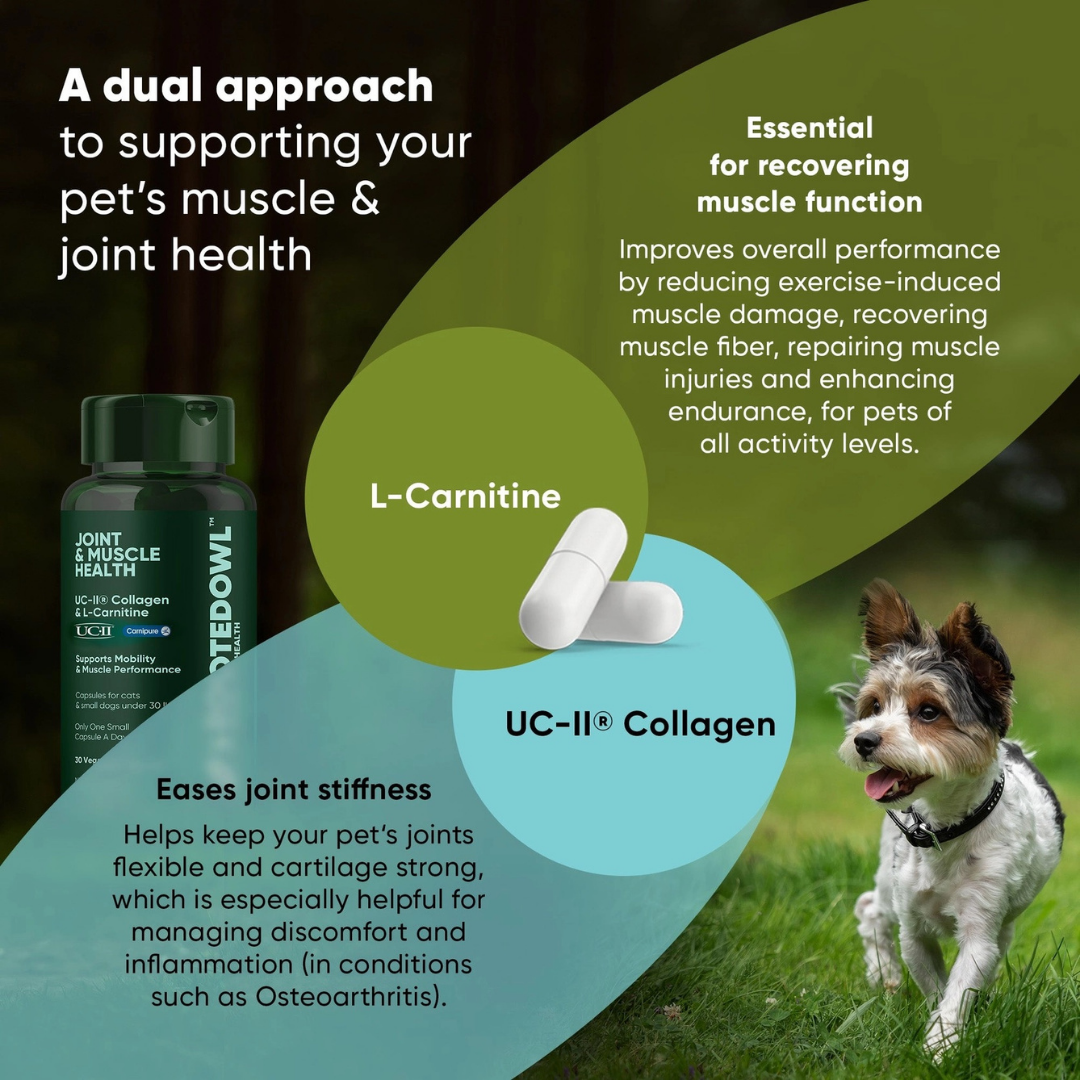 Rooted Owl Joint & Muscle Health | Natural UC-II Collagen