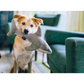 PLAY Ocean Buddies Great White Gabe
