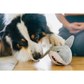 PLAY Ocean Buddies Great White Gabe