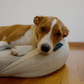 HigherDOSE Infrared PEMF Pet Bed | Natural PEMF + Far Infrared Therapy Bed for Dogs