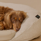 HigherDOSE Infrared PEMF Pet Bed | Natural PEMF + Far Infrared Therapy Bed for Dogs