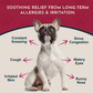 Animal Essentials Seasonal Allergy Soft Chews | Organic Herbal Itch, Histamine + Skin Support