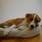 HigherDOSE Infrared PEMF Pet Bed | Natural PEMF + Far Infrared Therapy Bed for Dogs