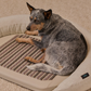 HigherDOSE Infrared PEMF Pet Bed | Natural PEMF + Far Infrared Therapy Bed for Dogs