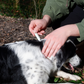 Natural Flea + Tick Squeeze-On