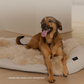 HigherDOSE Infrared PEMF Pet Bed | Natural PEMF + Far Infrared Therapy Bed for Dogs