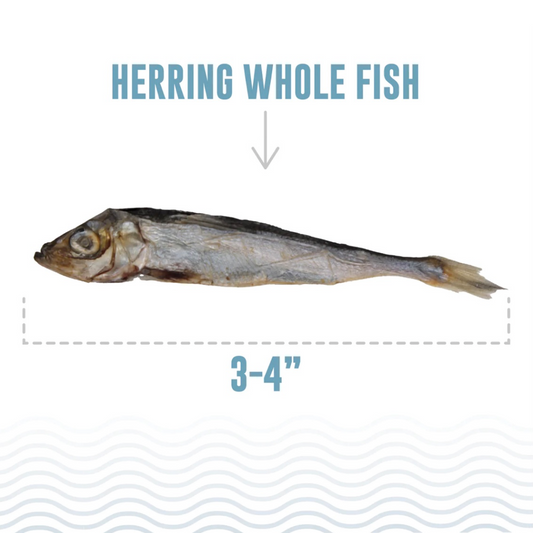 Icelandic+ Herring Whole Fish Treats