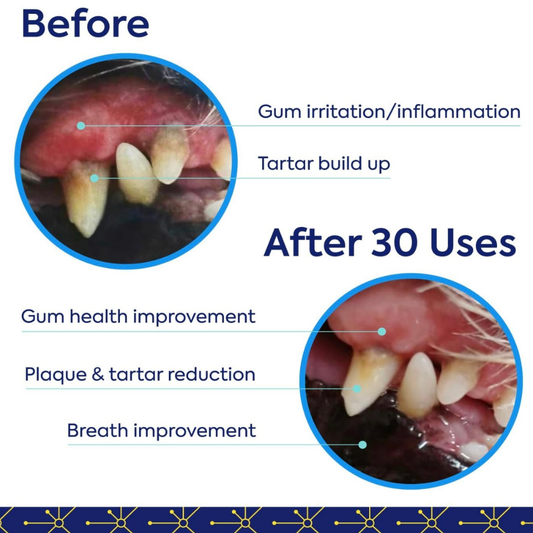 TEEF for Life Protektin42 | Dental Powder Water Additive + Kidney care