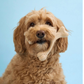 BetterBone Natural Dog Chew | Soft