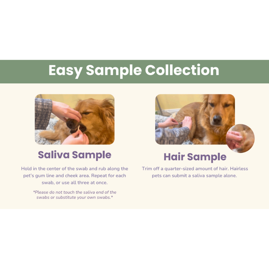 Glacier Peak Intolerance Test | Natural Sensitivity Assessment