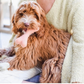 Awoo Organic Wool Bone Toy