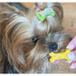 CocoTherapy Organic Coco-Milk Bones | Carrot Cake