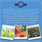 Shepherd Boy Farms Freeze-Dried Raw | Bison