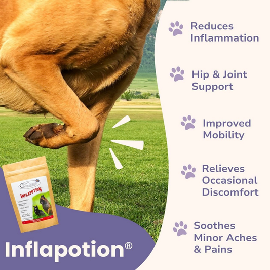 Glacier Peak Inflapotion Powder | Natural Inflammation Support