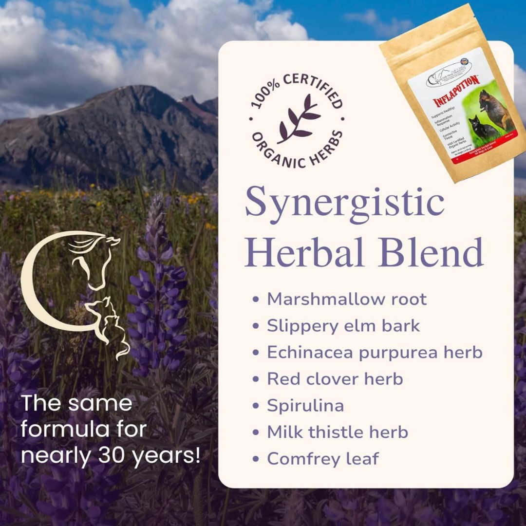 Glacier Peak Inflapotion Powder | Anti-Inflammatory