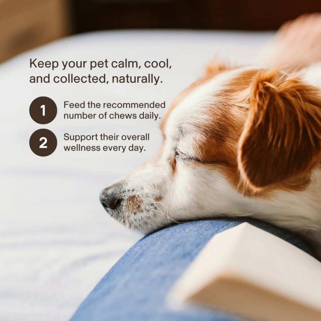 Glacier Peak HerbAprin Tincture | Pain Relief