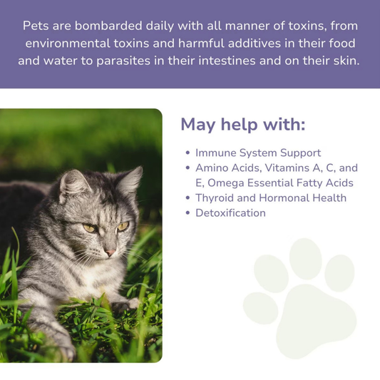 Glacier Peak Immune Tincture | Immune Support