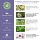 Glacier Peak Peace Tincture | Anxiety Relief