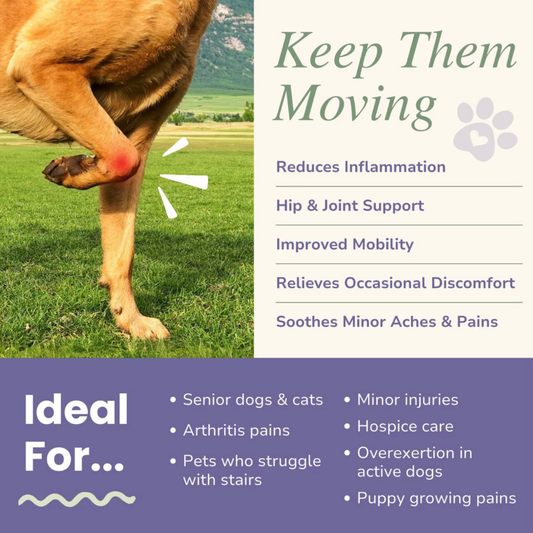 Glacier Peak Inflapotion Powder | Anti-Inflammatory