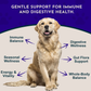 Animal Essentials Immuno-Thrive Powder | Immune System + Longevity Support