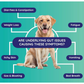 Innovative Pet Lab Comprehensive Review Test | At-Home Dog Health Testing