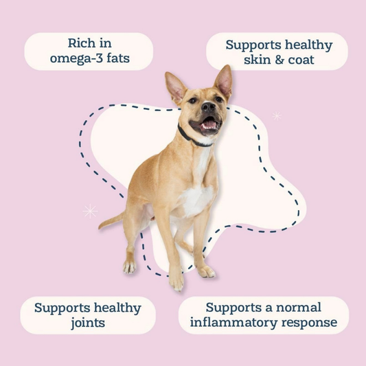 Alice & Eli Green Lipped Mussel Powder | Joint + Anti-Inflammatory Support
