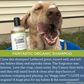 Organic Lemongrass + Aloe Dog Shampoo for Sensitive Skin