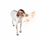 Winnie Lou Bison Scapula