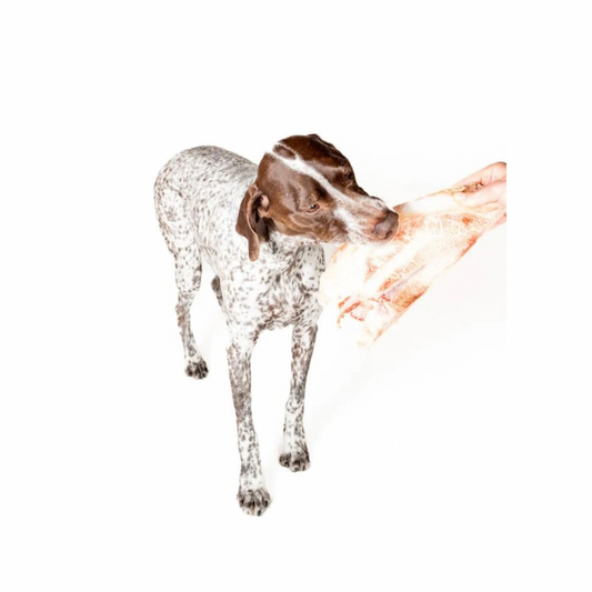 Winnie Lou Bison Scapula