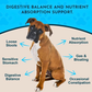 Animal Essentials Plant Digestive Enzymes + Probiotics
