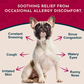 Animal Essentials Seasonal Allergy | Natural Allergy Relief