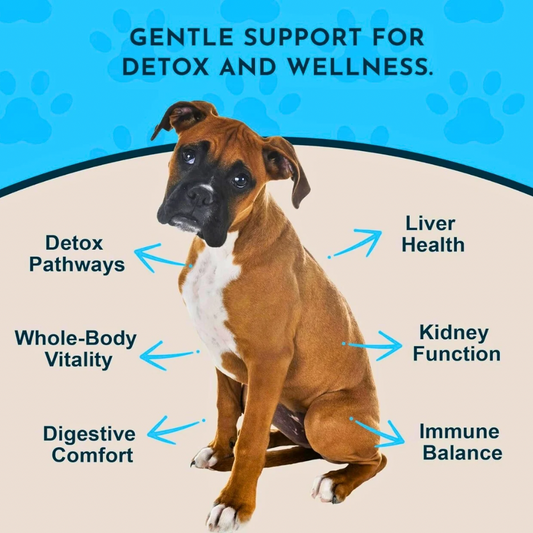 Animal Essentials Detox Blend | Herbal Liver + Kidney Cleanse