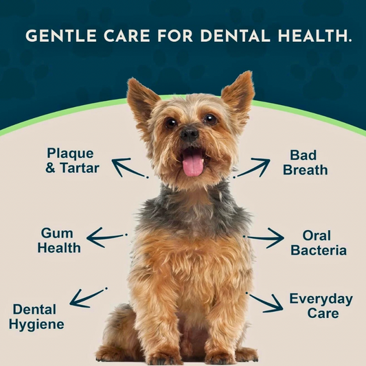 Animal Essentials SeaDent | Plaque + Tartar Control