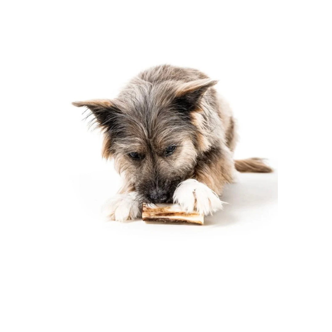 Winnie Lou Bison Marrow Bone - 4"
