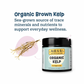 Organic Kelp | Natural Iodine, Thyroid & Coat Support