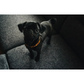 Organic Amber Flea + Tick Collar