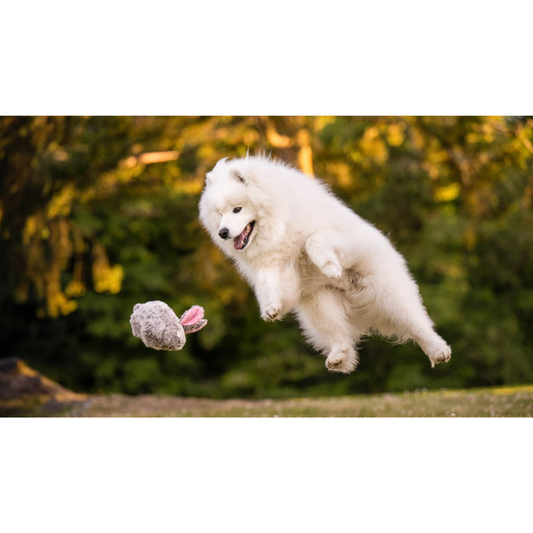 PLAY Baxter the Bunny