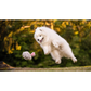 PLAY Baxter the Bunny