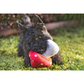 PLAY Mutt’s Mushroom
