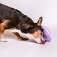 Awoo Flying Saucer | Silicone Puzzle + Slow Feeder + Lick Mat