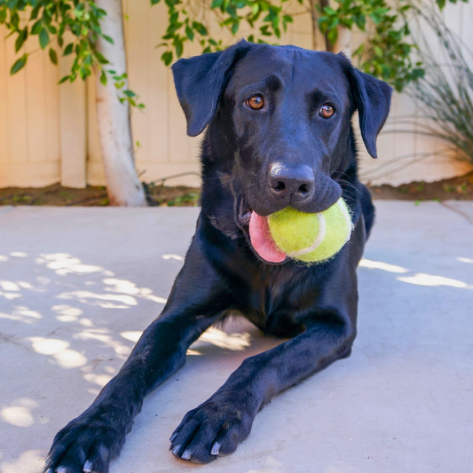 Friendsheep Organic Wool Tennis Dog Ball | Green