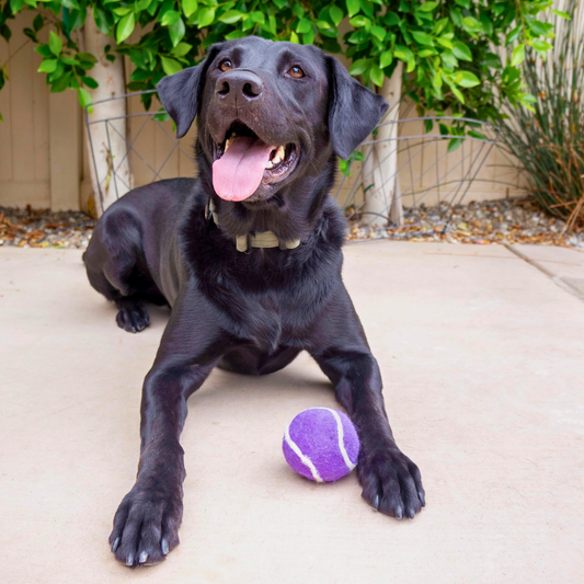 Friendsheep Organic Wool Tennis Dog Ball | Purple