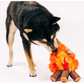 PLAY Cozy Campfire