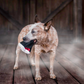 PLAY Barky's Bite