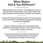 Soil & Sea | Ancestral Pre + Probiotics